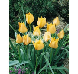 Tulipa ´Batalinii Bright Gem´ / Tulipán, bal. 5 ks, 6/+