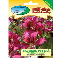 Bauhinia variegata / Bauginia pestrá ´Orchideový strom´, bal.3 s. - bonsaj tip