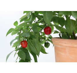 Capsicum pubescens BIO / Peruánske stromové čili papričky, K12