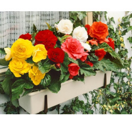 Begonia double mix / Begónia veľkokvetá zmes, bal. 3 ks, 5/+