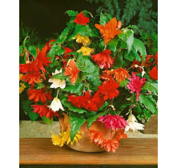 Begonia pendula mix / Begónia previsnutá zmes, bal. 25 ks, 4/5, XXL
