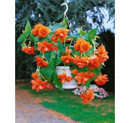 Begonia pendula ´Orange´ / Beg. previsnutá oranžová, bal. 3 ks, 5/+