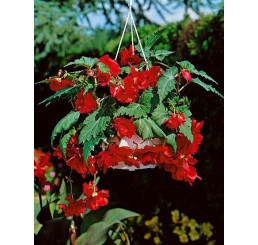Begonia pendula ´Red´ / Beg. previsnutá červená, bal. 3 ks, 4/5