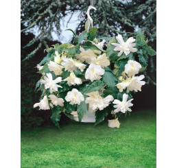 Begonia pendula ´White´ / Beg. previsnutá biela, bal. 3 ks, 5/+