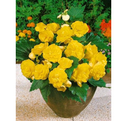 Begonia double ´Yellow´ / Begónia veľkokvetá žltá, bal. 3 ks, 5/+
