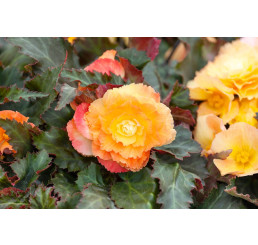 Begonia ´Cascade Sunray´ / Begónia, bal. 3 ks, 5/6