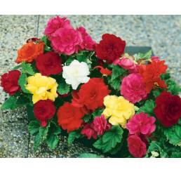 Begonia double ´Pink´ / Begónia veľkokvetá ružová, bal. 3 ks, 5/+