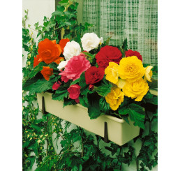 Begonia double mix / Begónia veľkokvetá zmes, bal. 15 ks, 5/+