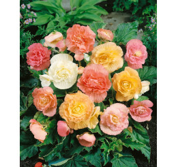 Begonia ´Pastel Mixed´ / Begónia pastelová zmes, bal. 3 ks, 5/6