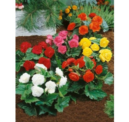 Begonia non-stop Mix / Zmes stálekvitnúcich begónií, bal. 3 ks, 5/6