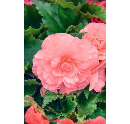 Begonia double ´Pink´ / Begónia veľkokvetá ružová, bal. 3 ks, 5/+
