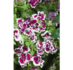 Petunia x atkinsiana ´Tumbelina® Bella´ / Petúnia plnokvetá, bal. 6 ks sadbovačov