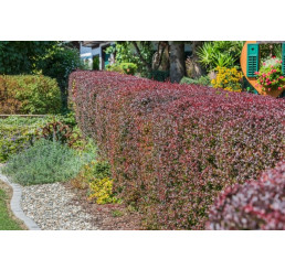 Berberis thunbergii / Dráč Thunbergov, 30-40 cm, C2
