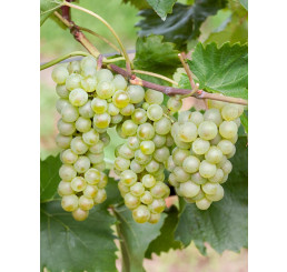 Vitis vinifera ´Bianca´ / Stolové hrozno / Vinič, C2