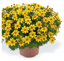 Bidens ´Yellow Charm´ / Dvojzub, bal. 3 ks, 3x K7