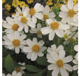 Bidens ´Brightlight´ / Dvojzub - Balkongold, bal. 6 ks, 6x K7