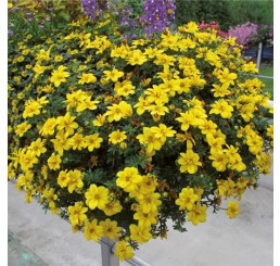 Bidens ferulifolia ´Port Royal´ / Dvojzub - Balkóngold, K7