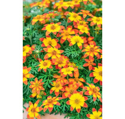 Bidens ´2 Teeth®´M Red Yellow Center´ / Dvojzub, bal. 6 ks, 6x K7