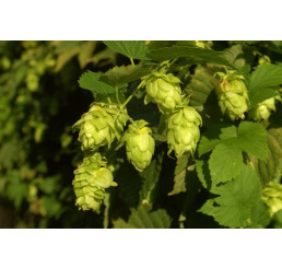 Humulus lupulus BIO / Okrasný chmeľ, Chmeľ obyčajný, K12