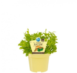 BIO Brassica juncea / BIO Horčica, K12
