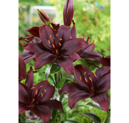 Lilium ´Blacklist´ / Ľalia, bal. 2 ks, 14/16