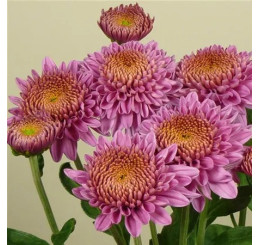 Dendranthema x indicum / Chrysanthemum ´Blenda Purple´/ Chryzantéma, bal. 3 ks, 3xK9