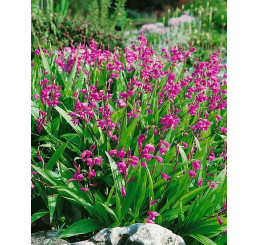 Bletilla hyacinthina ´Pink´/ Záhradná orchidea ružová, I.