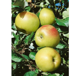 Malus ´Bolero´/ Jabloň stĺpovitá, jesenná, M26