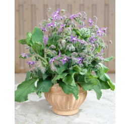 Borago officinalis / Borák lekársky, 1,8 g