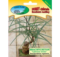 Brachychiton rupestris / Brachychiton ´Fľaškový strom´- bonsai tip, bal. 5 s.