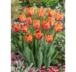 Tulipa ´Brown Sugar´ / Tulipán, bal. 100 ks, 12+