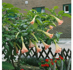 Brugmansia suaveolans / Anjelská trúba ružová, bal. 4 s.