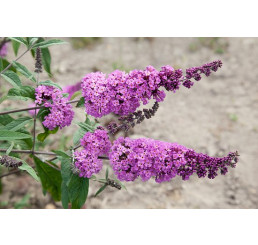 Buddleia davidii ´Border Beauty´ / Budleja fialová, 30-40 cm, C1,5