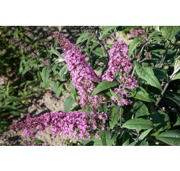 Buddleia davidii ´Pink Delight´ / Budleja ružová, 30-40 cm, C3