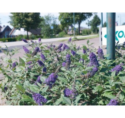 Buddleia ´Blue Chip´® / Budleja, C3
