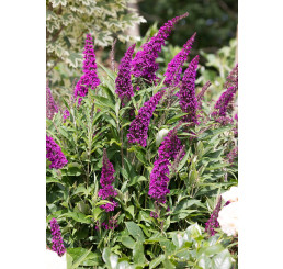 Buddleia davidii ´Butterfly Tower´ / Budleja fialová, C2