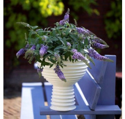 Buddleia ´Lilac Chip´® / Budleja, C3