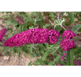 Buddleia davidii ´Royal Red´ / Budleja červená, 30-40 cm. C1,5