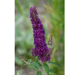 Buddleia davidii ´Black Knight´ / Budleja tmavofialová, K9