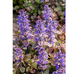 Ajuga reptans ´Burgundy Glow´ / Zbehovec plazivý, K9