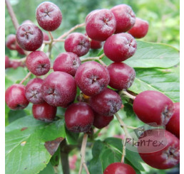 Sorbus x aronia ´Burka´ / Sorboarónia, Jarabinoarónia, 30 cm, C2