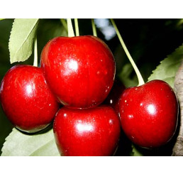 Prunus avium ´Burlat´ / Čerešňa, mah.