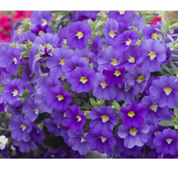 Calibrachoa WFL® Calitastic® ´Indigo´ / Mnohokvetá petúnia, bal. 6 ks, 6x K7