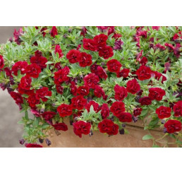 Calibrachoa Sweet Bells® ´Double Red´ / Minipetúnia, bal. 3 ks, 3xK7