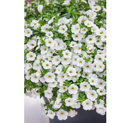 Calibrachoa Sweet Bells® ´White´ / Minipetúnia, bal. 6 ks, 6xK7