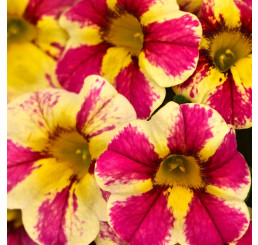 Calibrachoa Candy Shop® Candy Bouquet ®impr. / Mnohokvetá petúnia, K7