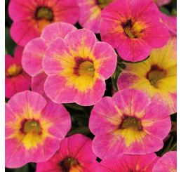 Calibrachoa WFL® Chameleon® Tart Deco / Mnohokvetá petúnia, bal. 6 ks sadbovačov