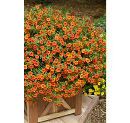Calibrachoa Million Bells LIA® ´Melon´ / Mnohokvetá petúnia, K7