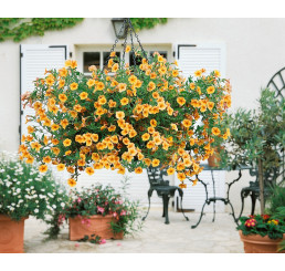 Calibrachoa Sweetbells® Orange 
/ Mnohokvetá petúnia, K7