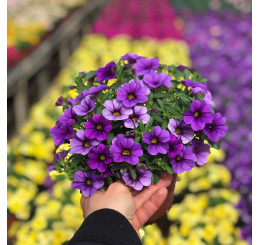 Calibrachoa PortuCal ® ´Blue´  / Mnohokvetá petúnia, K7